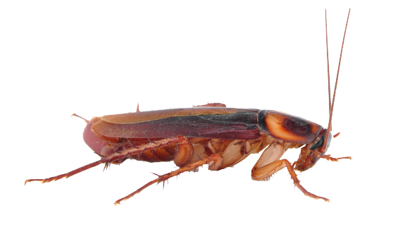 Cockroach-Free-Download-PNG