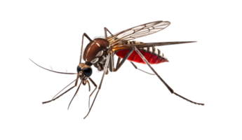 bloodsucker-mosquito-isolated-on-transparent-background-file-png