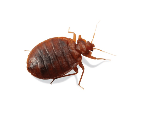pngimg.com – bed_bug_PNG10