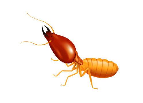 pngtree-illustration-termite-isolated-on-white-background-png-image_4860586