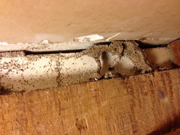 termites2_6b9645fb672b264603b0885462983aca746ebd81