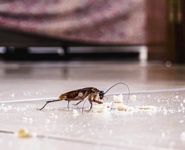 Identifying-Common-Household-Pests-and-How-to-Get-Rid-of-Them-1024x683