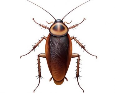 pest control services in kenya