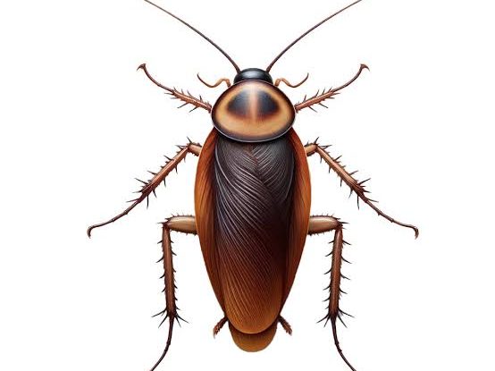 pest control services in kenya