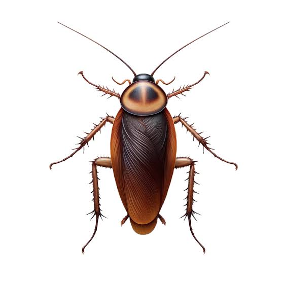 pest control services in kenya