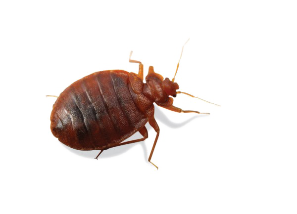 Crawling Bedbug