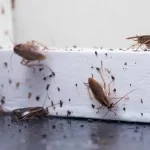 Home Fumigation in Nairobi: 5 Signs You Need It Now