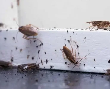 home fumigation in Nairobi