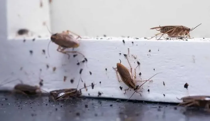 home fumigation in Nairobi